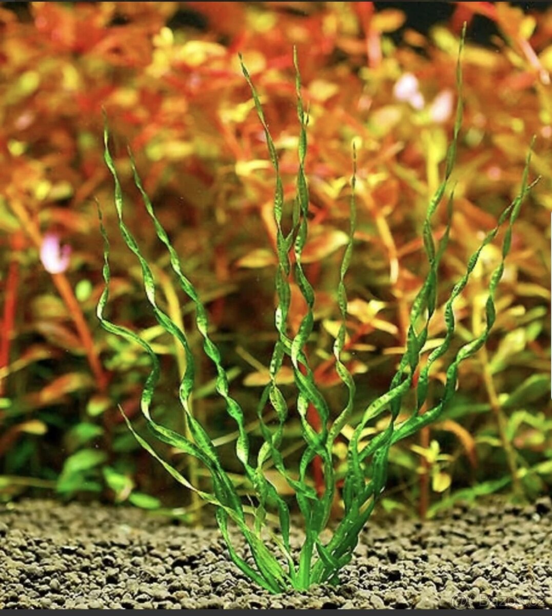 Akvarijni rostlinky - Echinodorus Vesuvius (nenarocne)