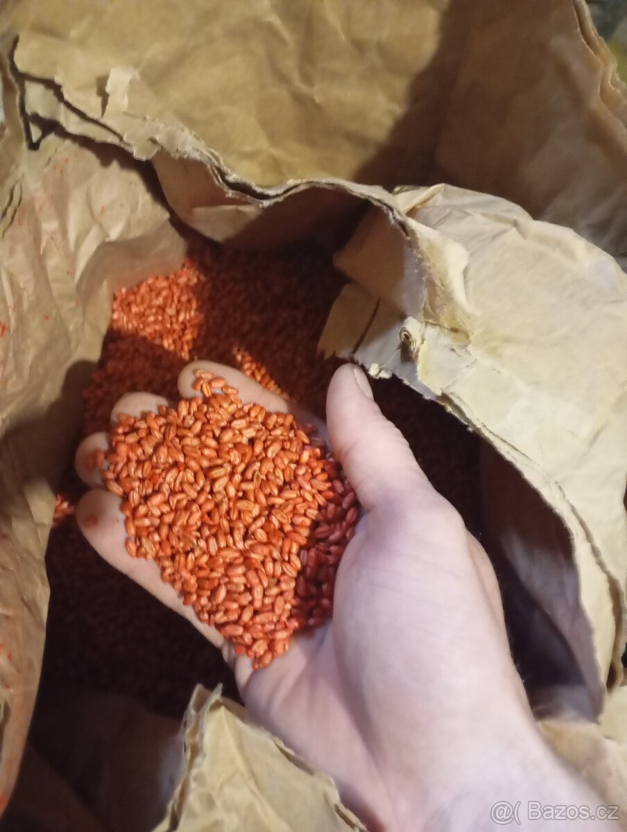 Jarní pšenice a ječmen mořená
