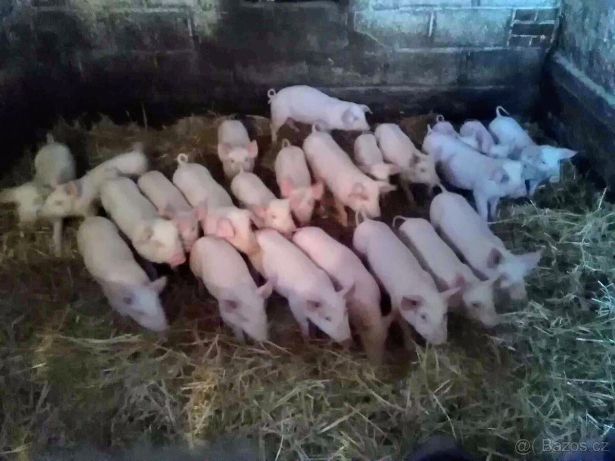 Prodám selata Landrase