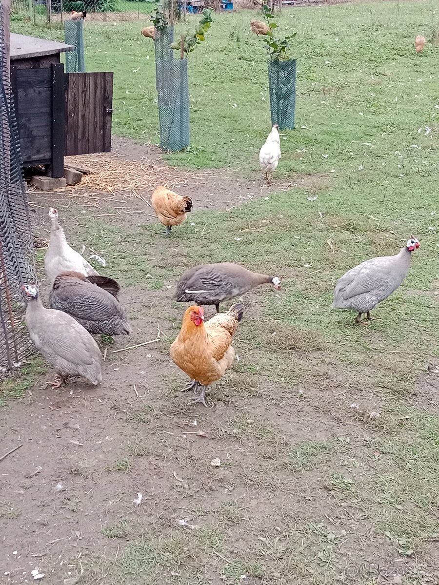 Perličky