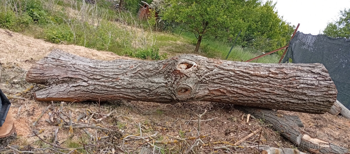 Prodám kmen a větve ořešáku