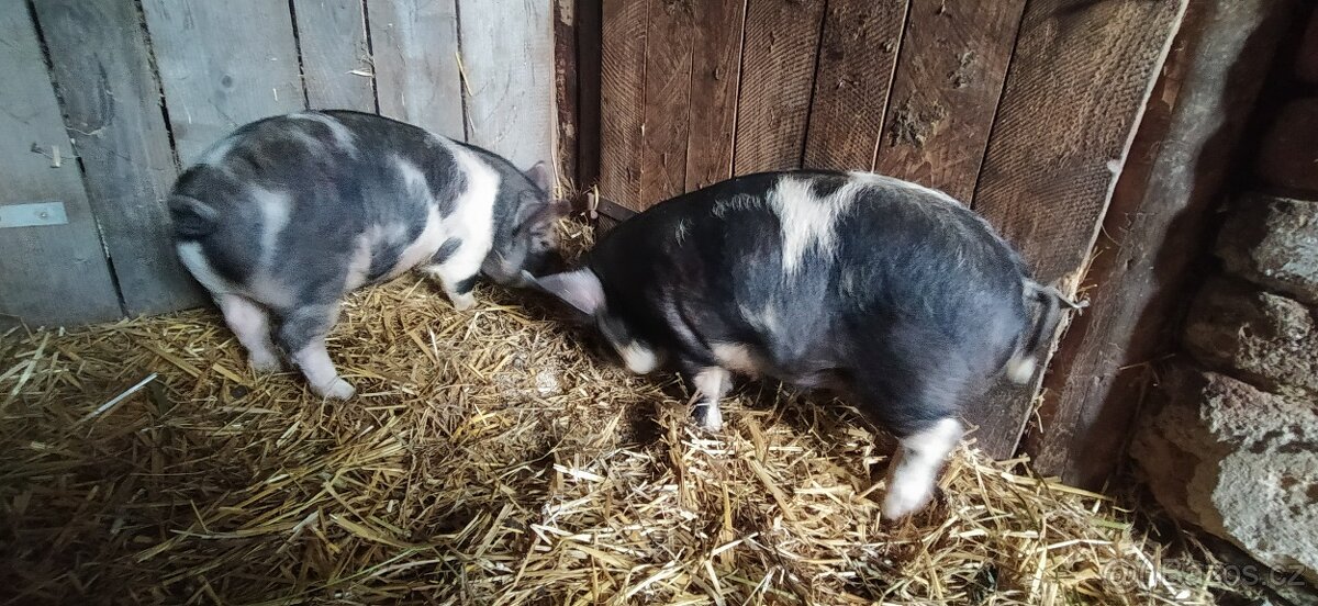 Kune kune