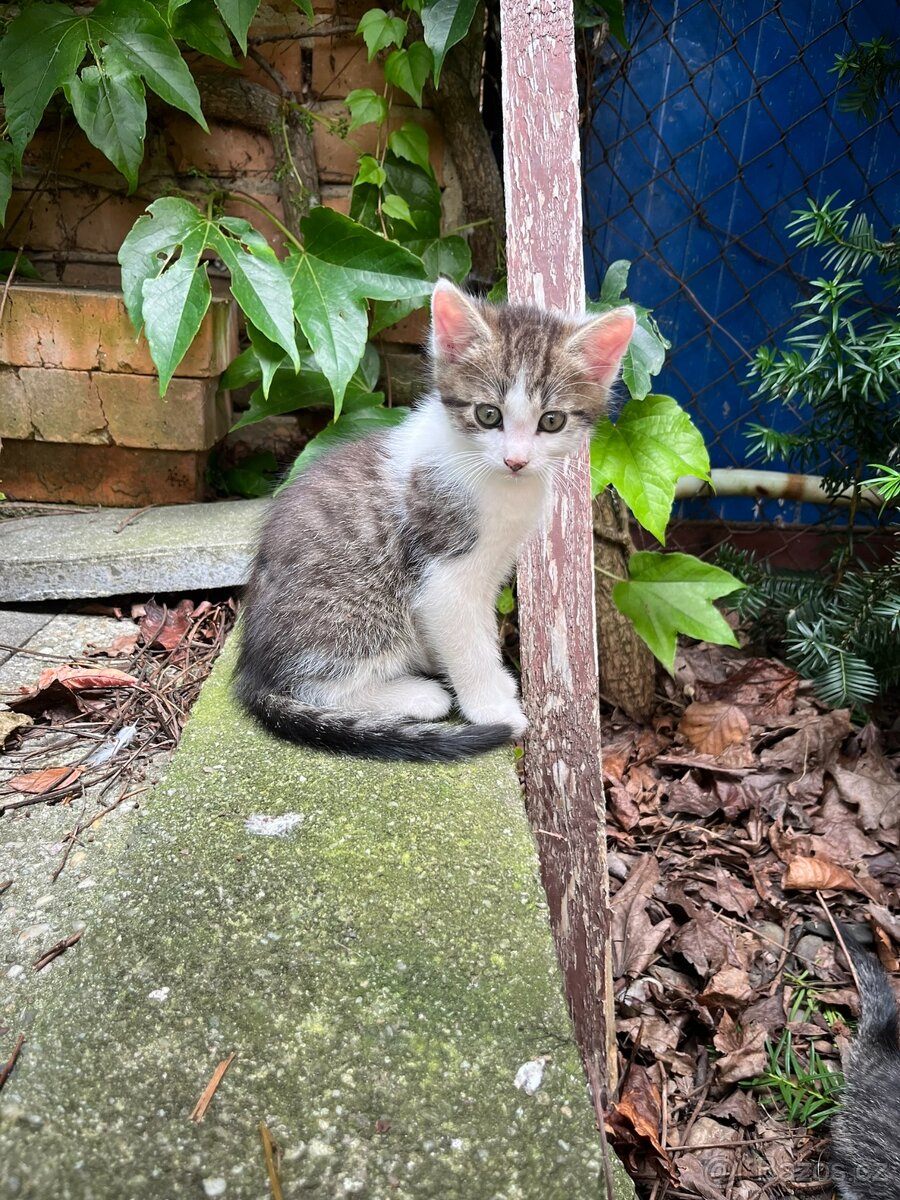Kote