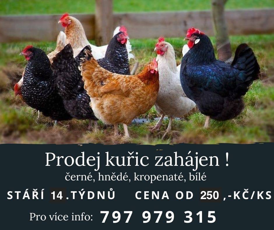 Kuřice, nosnice
