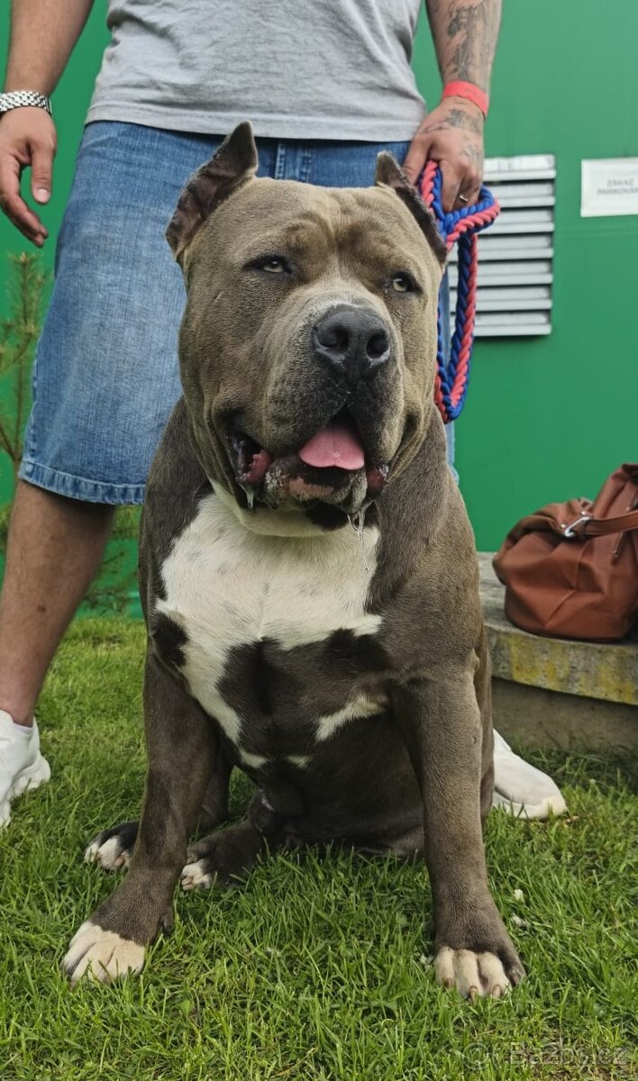 American Bully XXL - Krytí