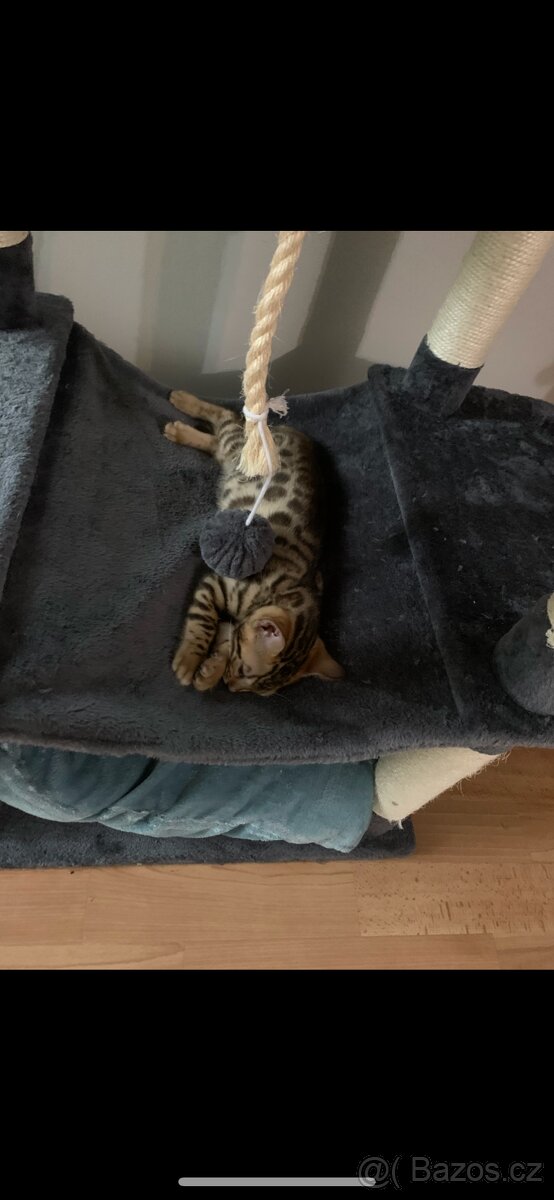 Bengálský kocourek hledá milující domov