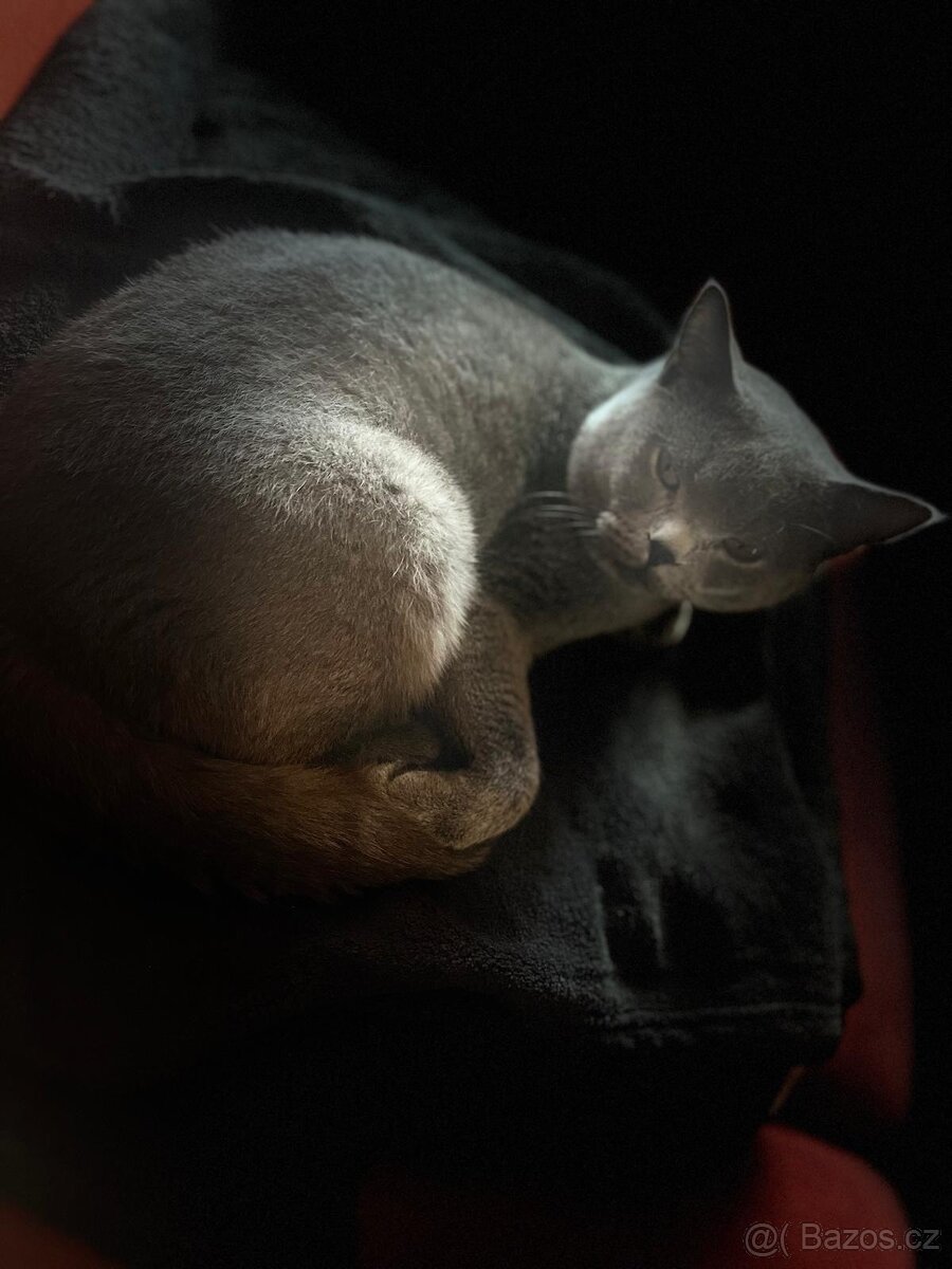 Nabízím krytí Britským kocourem