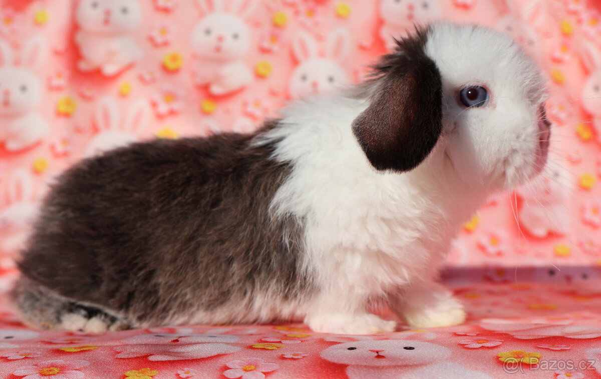 Malinkatí zakrslí beránci s VP .