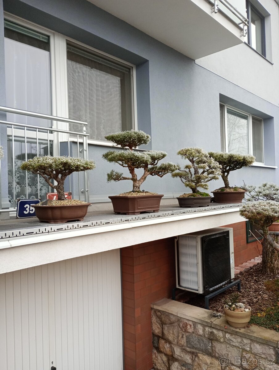 Bonsai borovice lesní (Pinus sylvestris compressa)