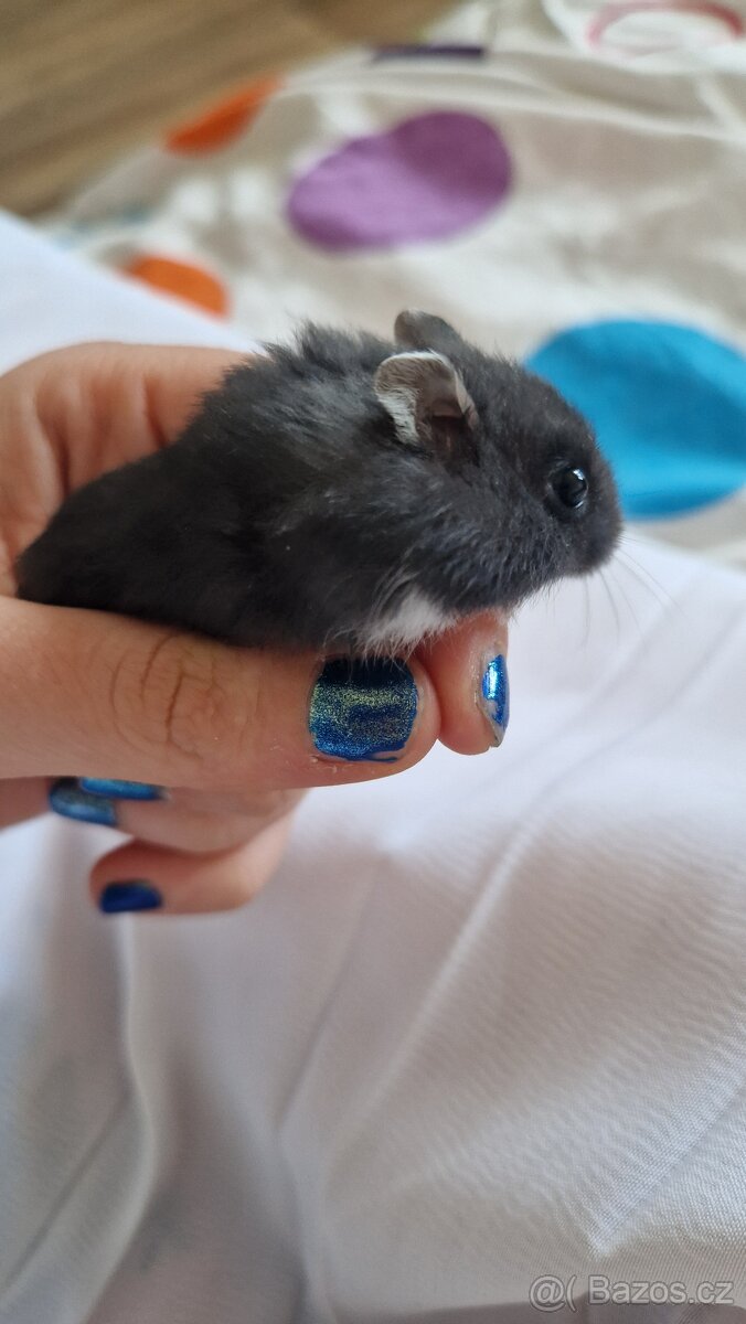 Křečci džungárský barevná variace (černý, šedý)
