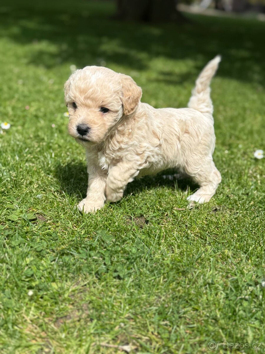 Štěňátka Maltipoo