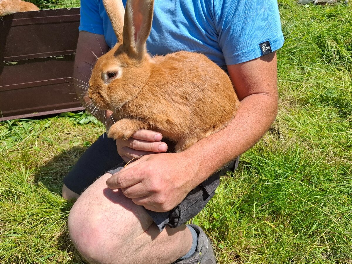 Králík Burgunský