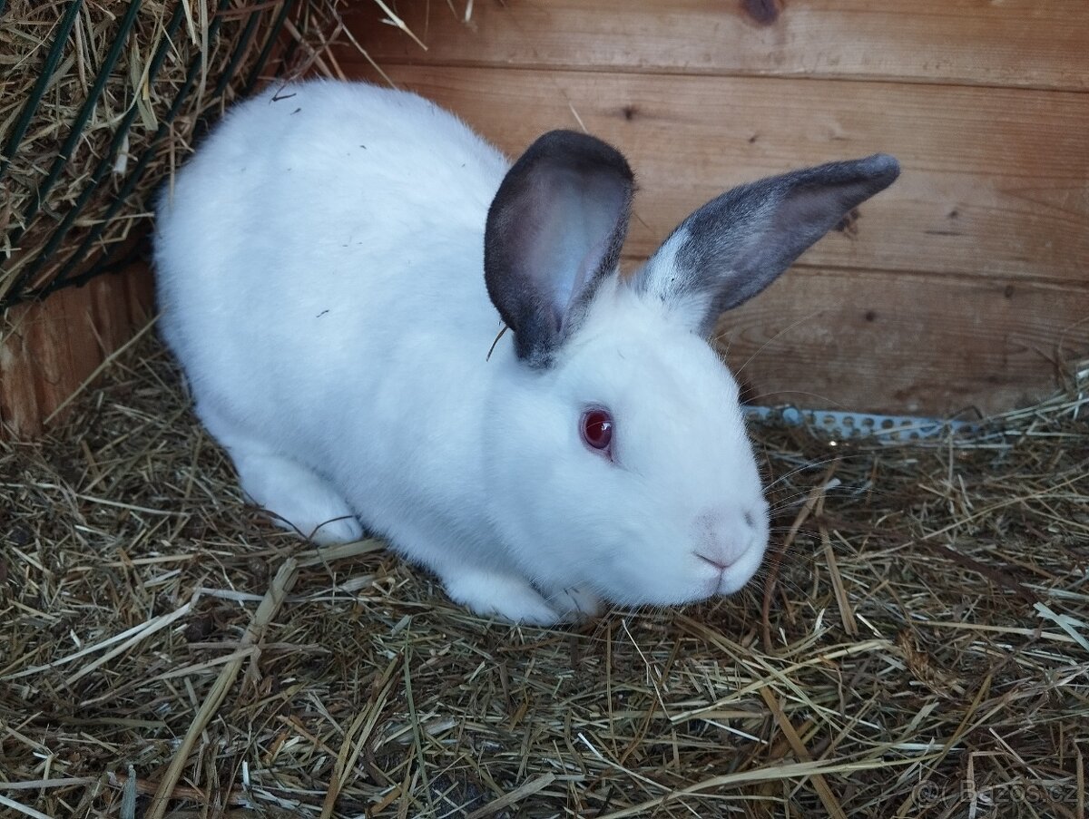 Králíci