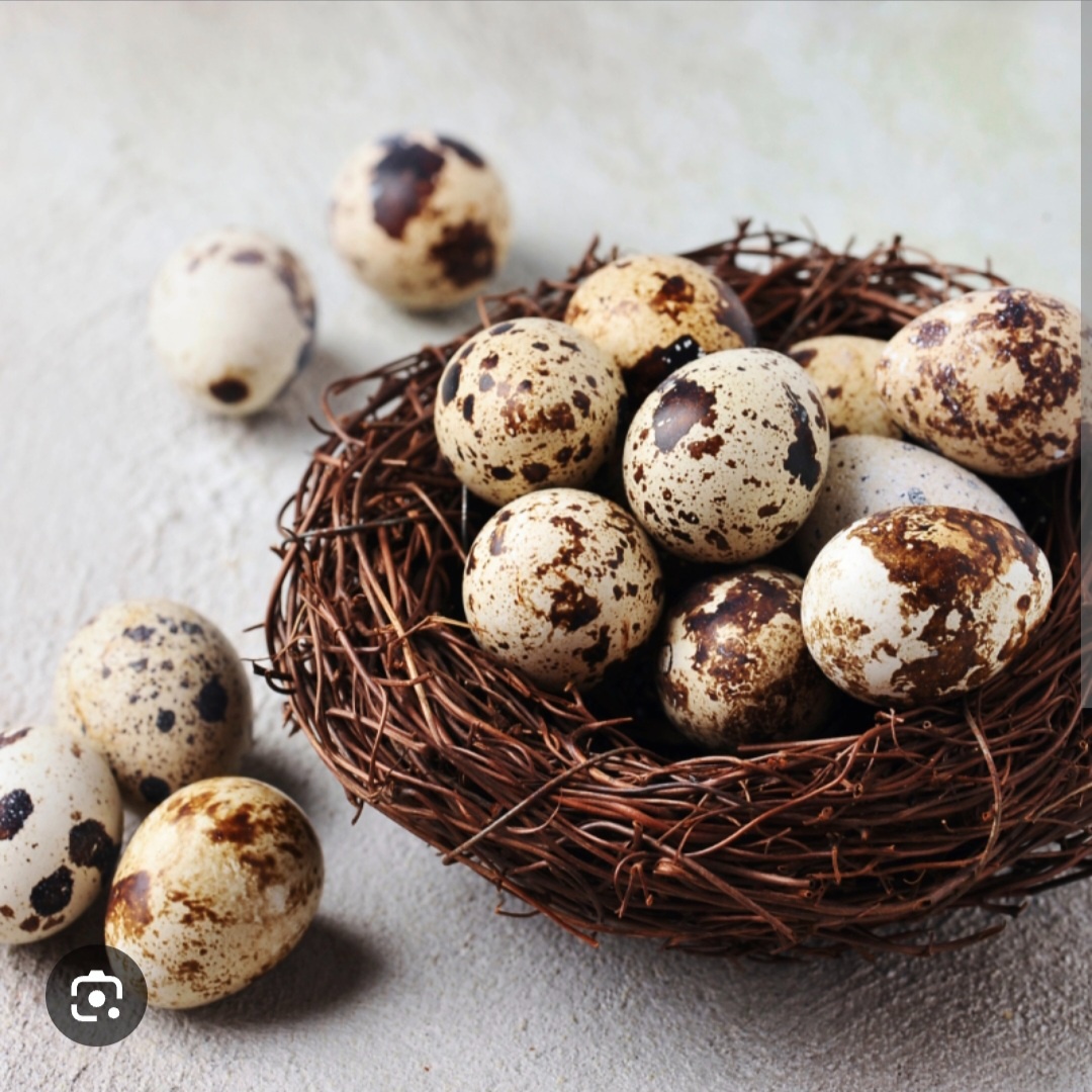 Prodam křepelči vajička