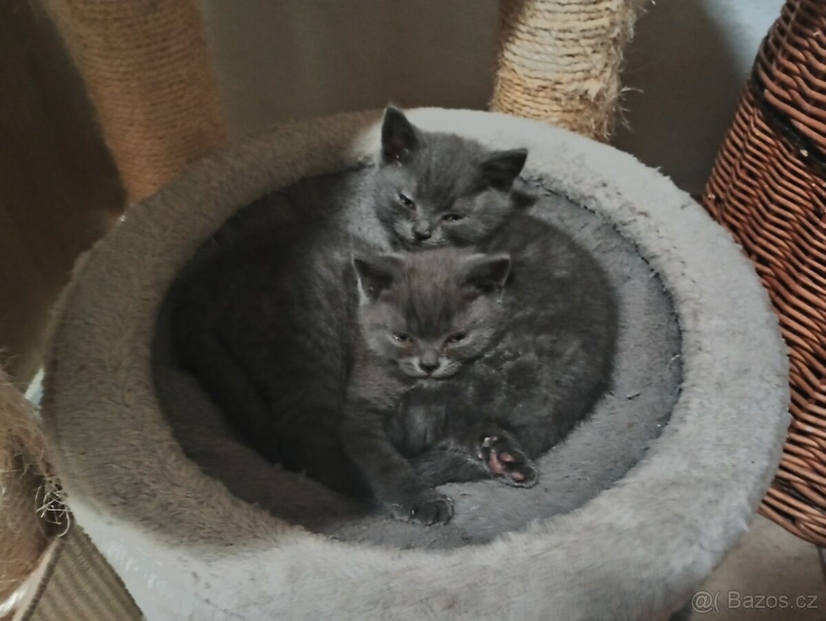 Britská modrá koťátka