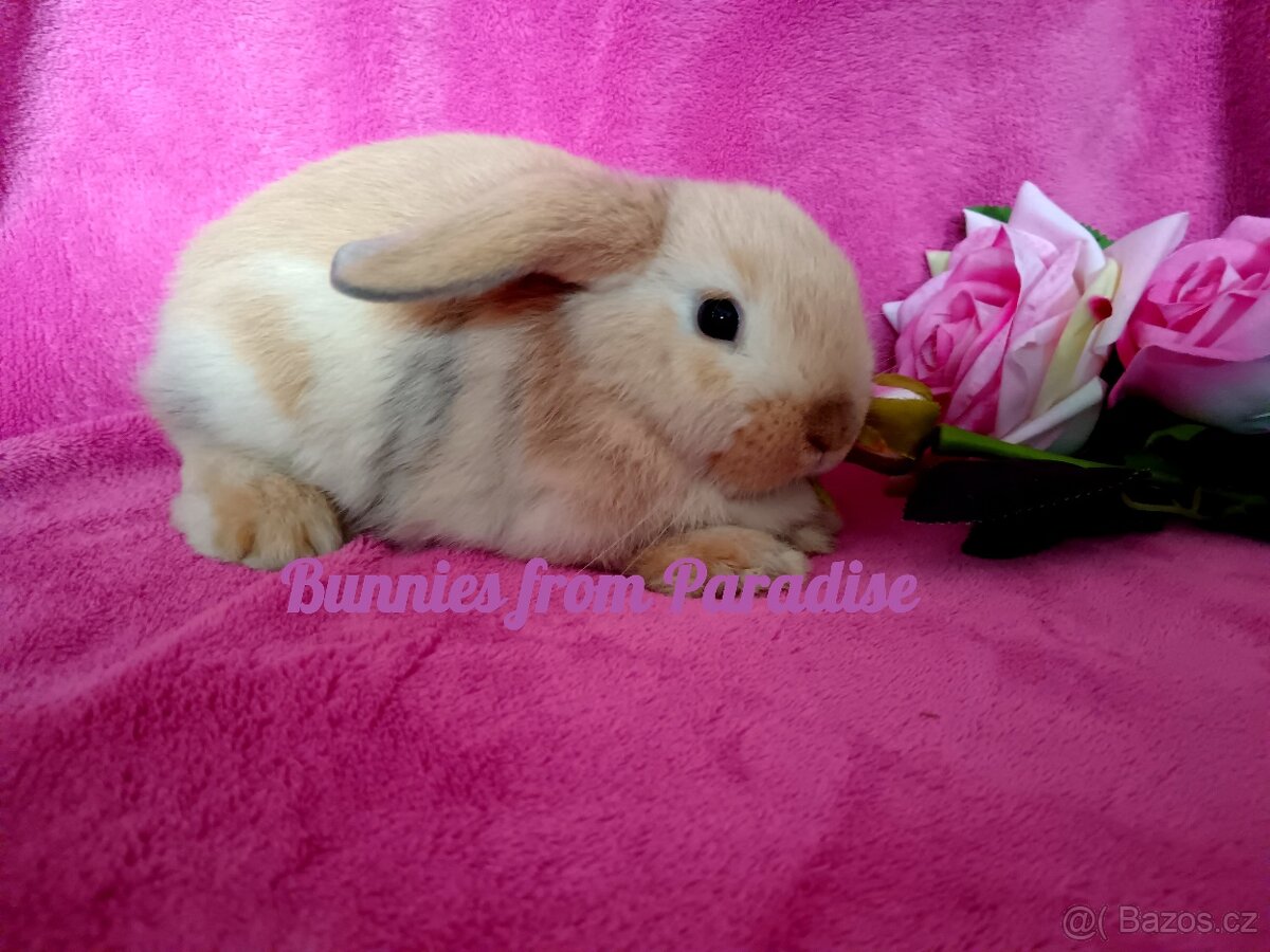 BOUBELATÉ SESTŘIČKY HLEDAJÍ MILUJÍCÍ NÁRUČ ❤️❤️❤️