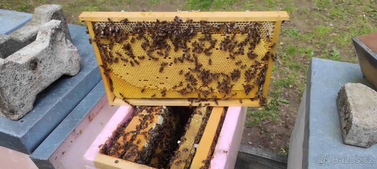 včelí oddělky,oddělek,včelí matky 2025,včely,včelstva,med