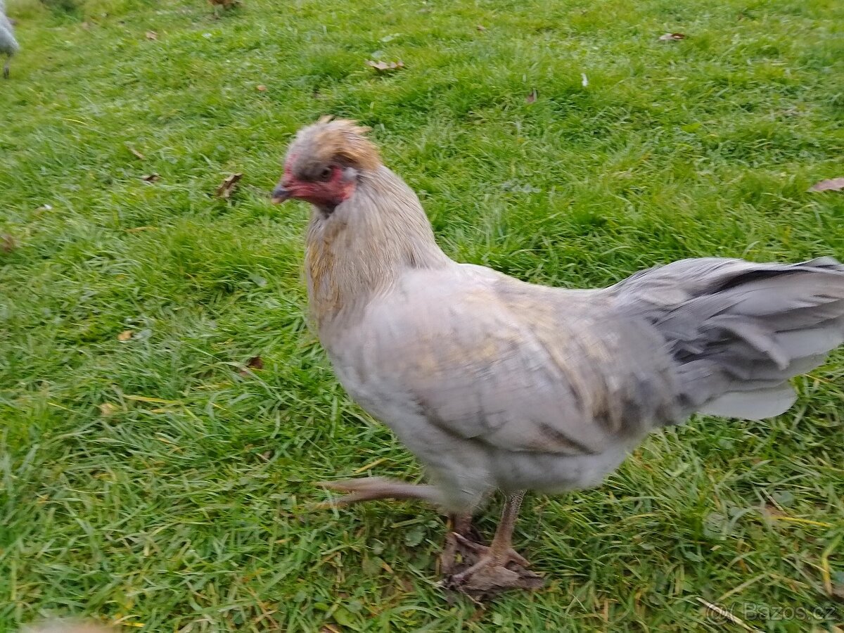 Araukana levandulová