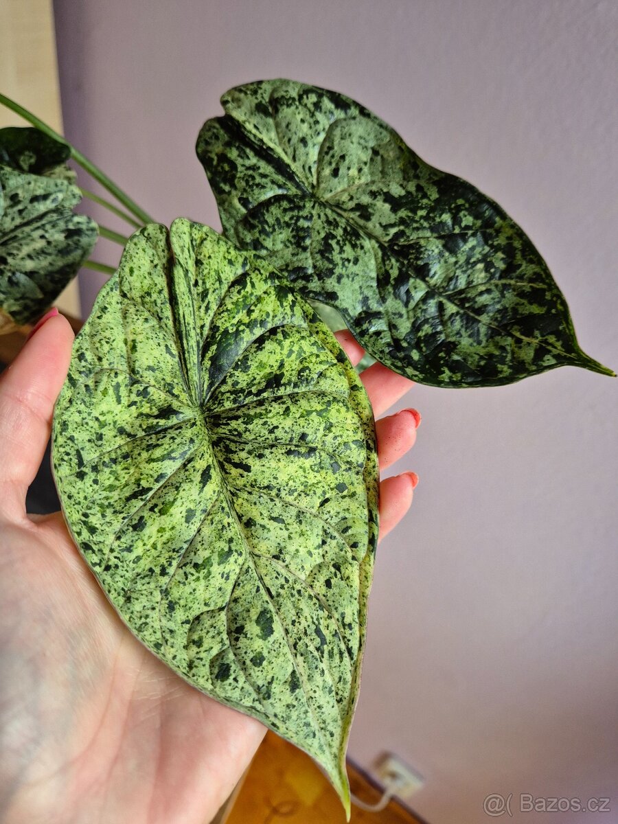 Alocasie - hlízy, rostliny