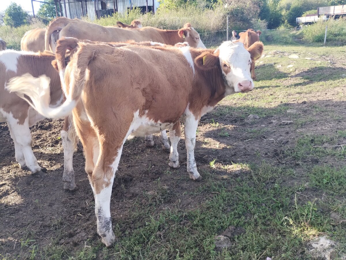 Koupím jalovice do chovu