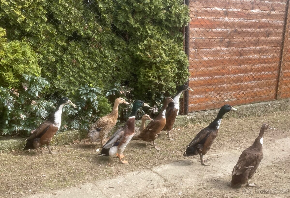 Indický běžec - Strakonice