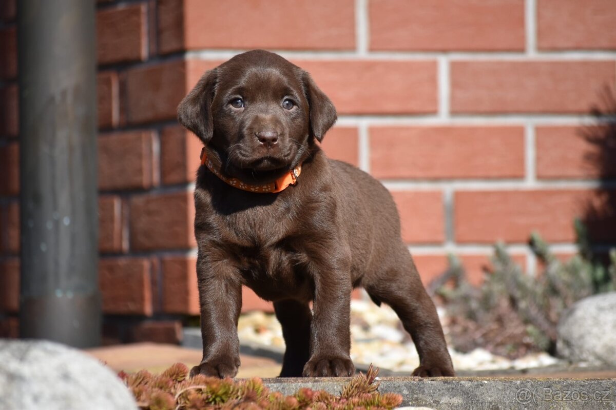 Stěňata labrador bez PP
