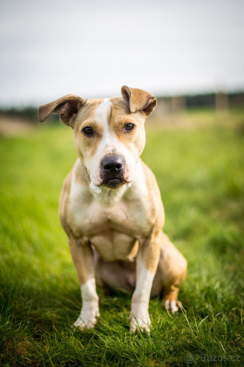 Malá Pitbull fenka 2 roky