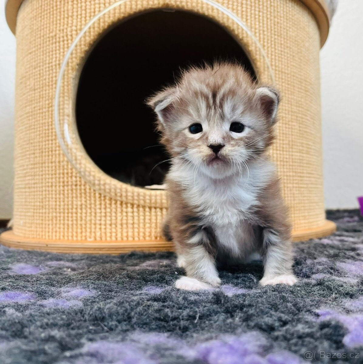 Mainská mývalí kočka- koťata- kocour
