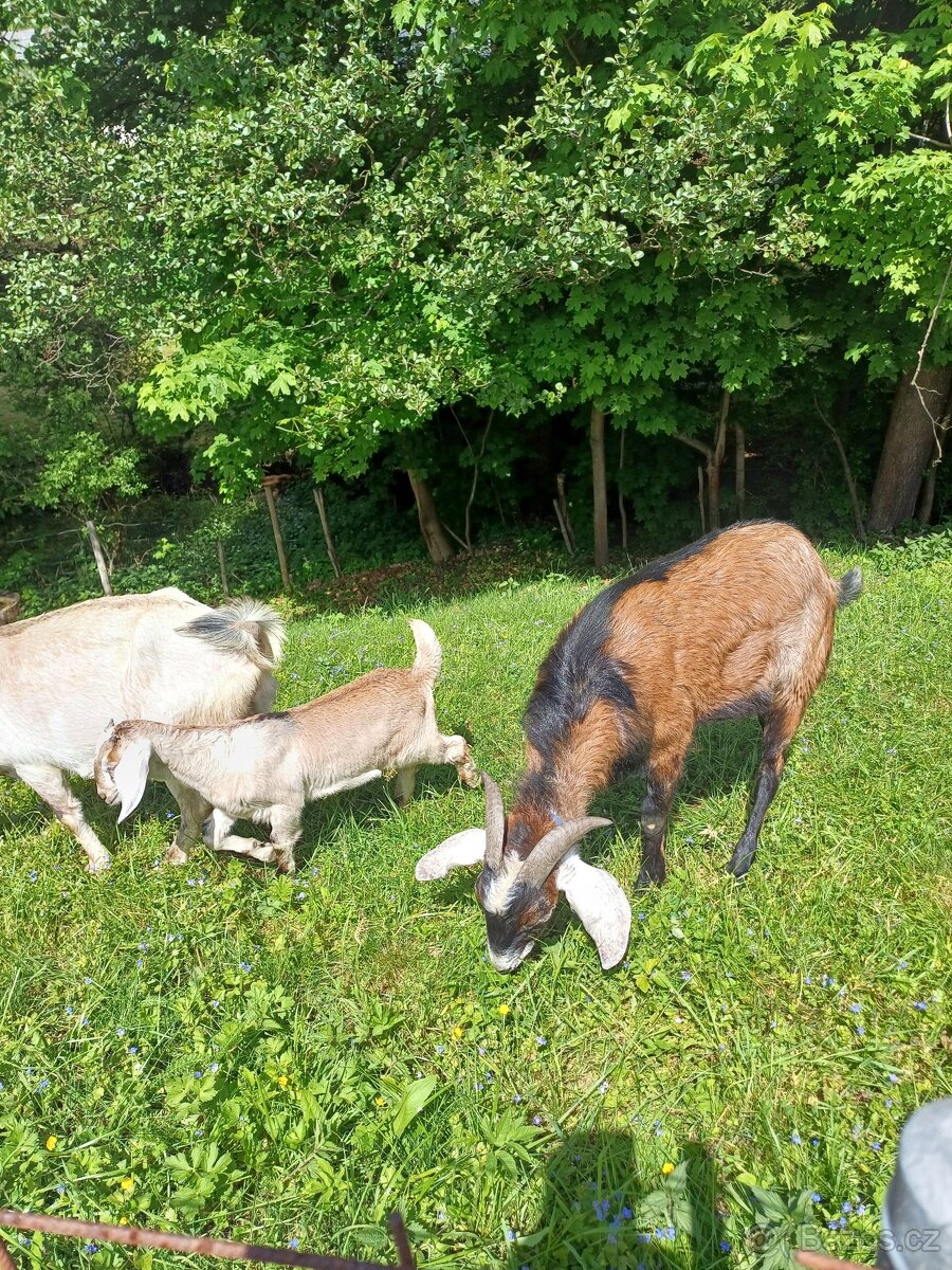 Kozicka An