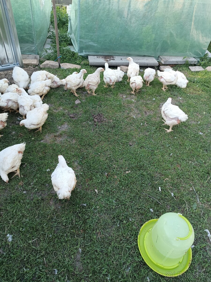 Kuřata v kuchyňské úpravě