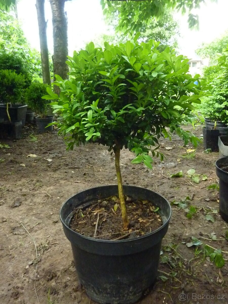 Buxus - Zimostráz - Krušpán na kmínku