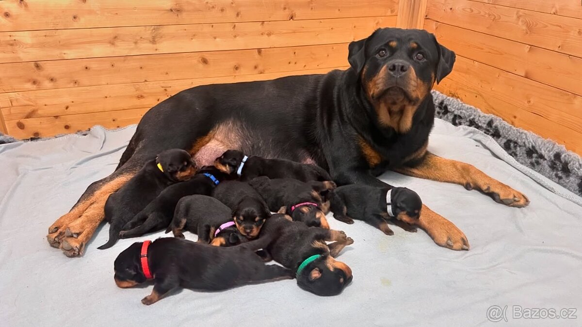 Štěňata rotvajler s PP - Rottweiler - štěně RTW