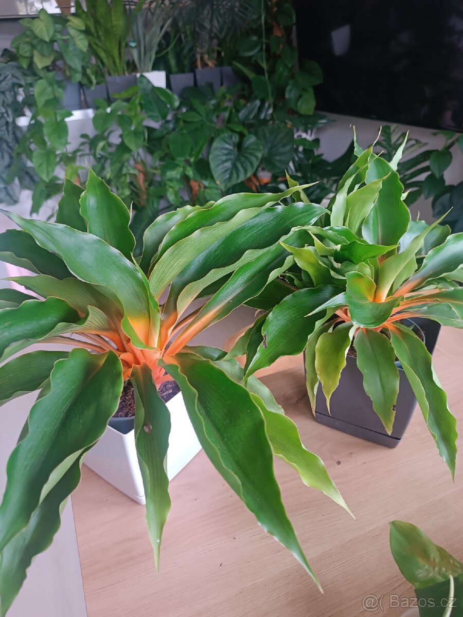 Chlorophytlum green Orange