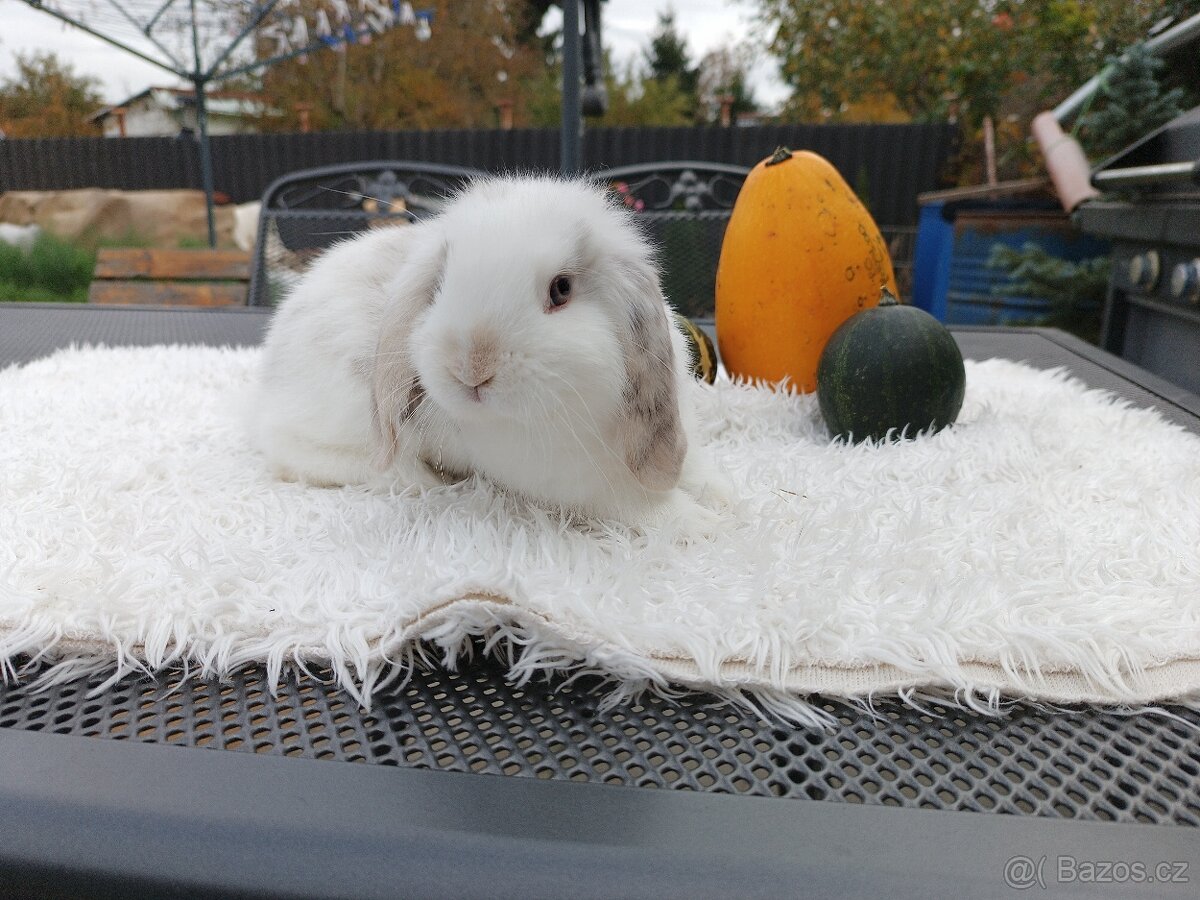 Mláďata Minilop beránků s VP