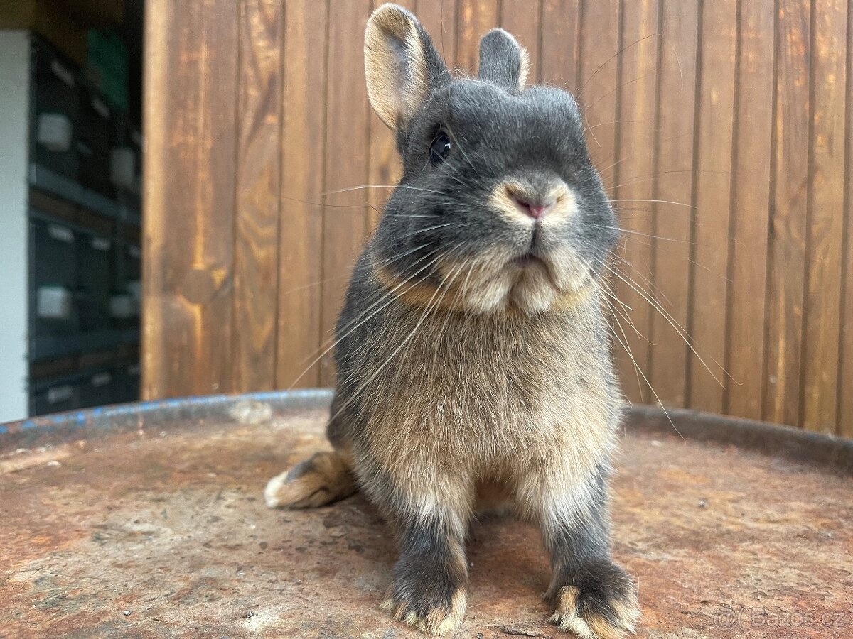 Prodám zakrslého králíka