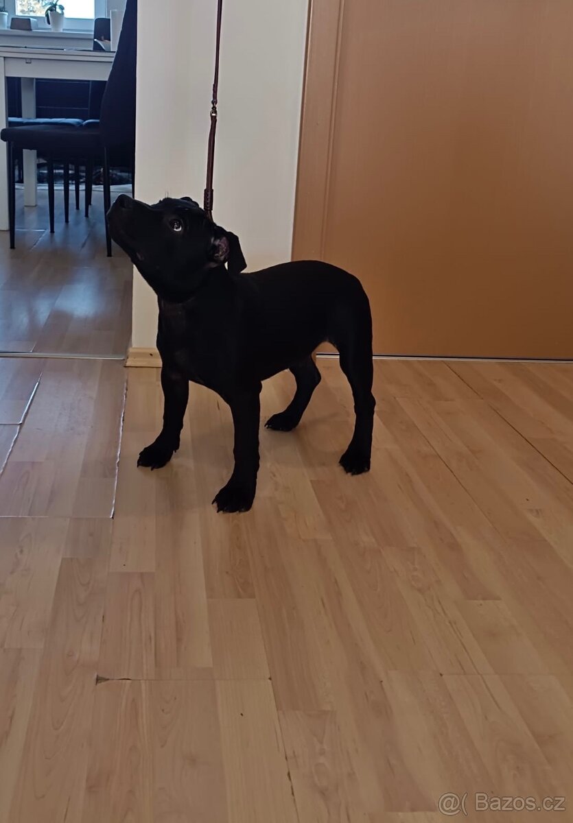 Stafordšírský bulteriér s PP