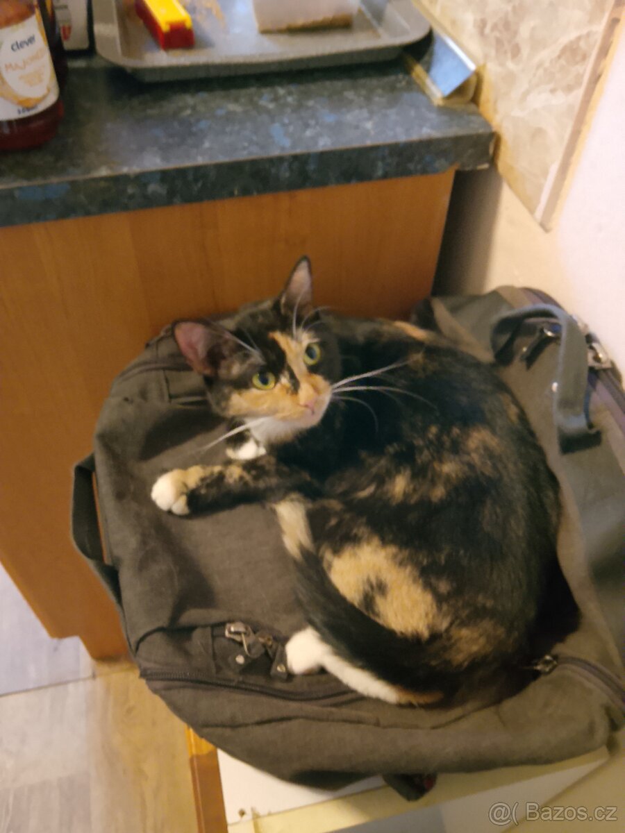 Daruji kočku rok a půl jméno kitka