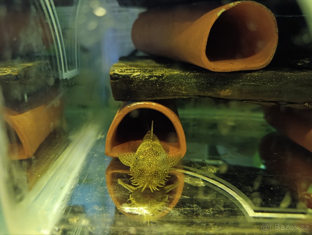 Ancistrus