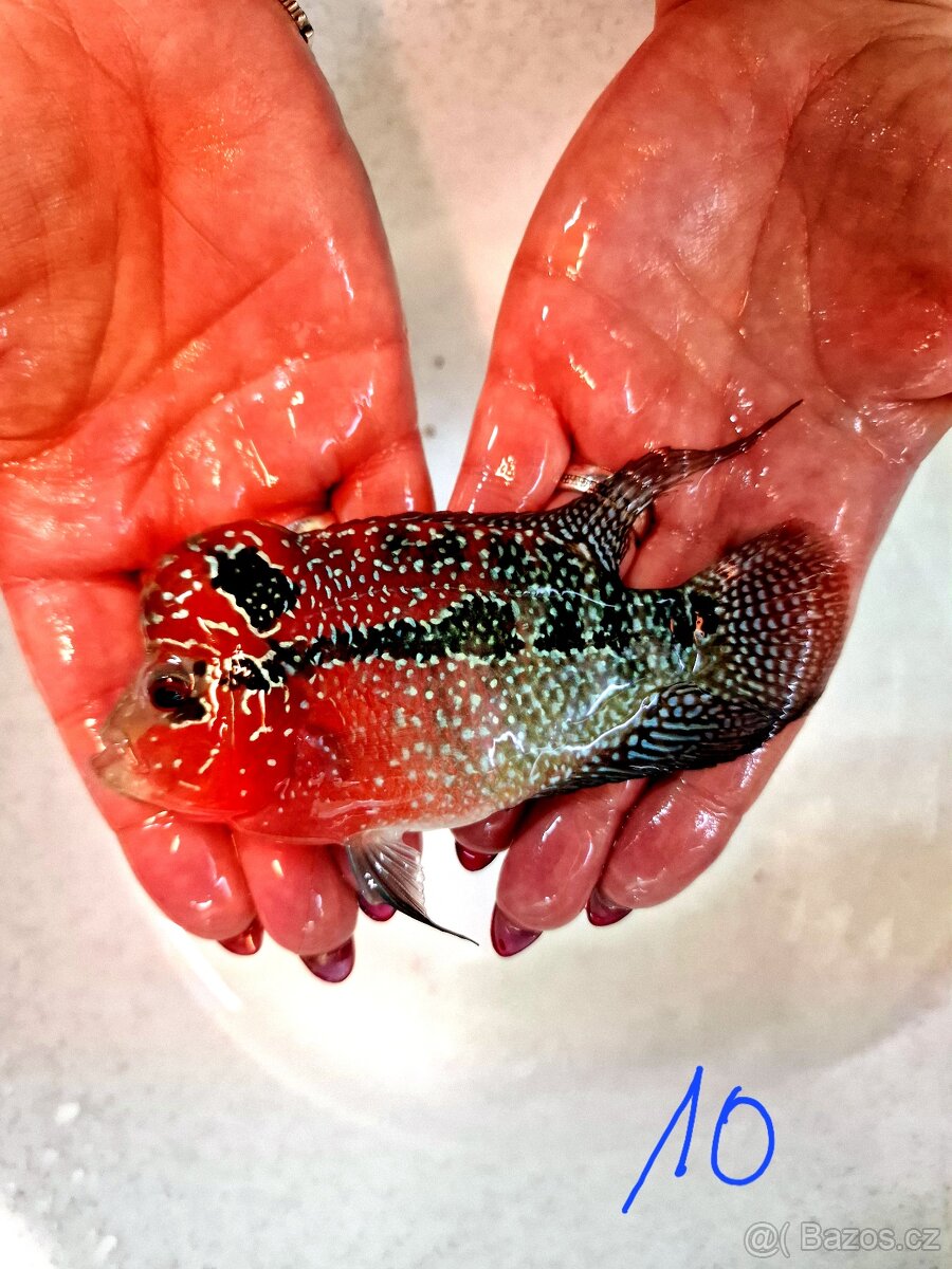 Flowerhorn Super red Dragon