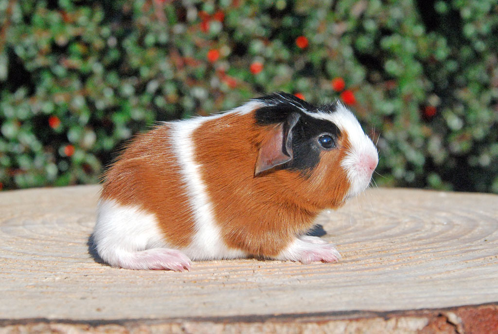 Anglický crested s PP