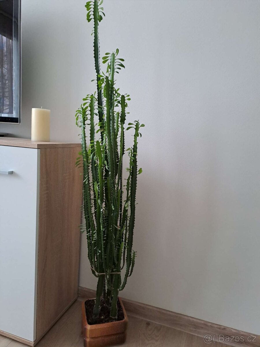 Euphorbia trigona (pryšec trojboký