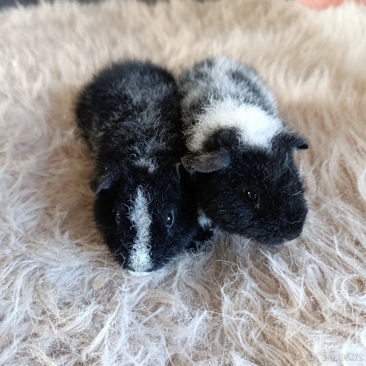 Morče US Teddy / morčata 1x samec 1x samička
