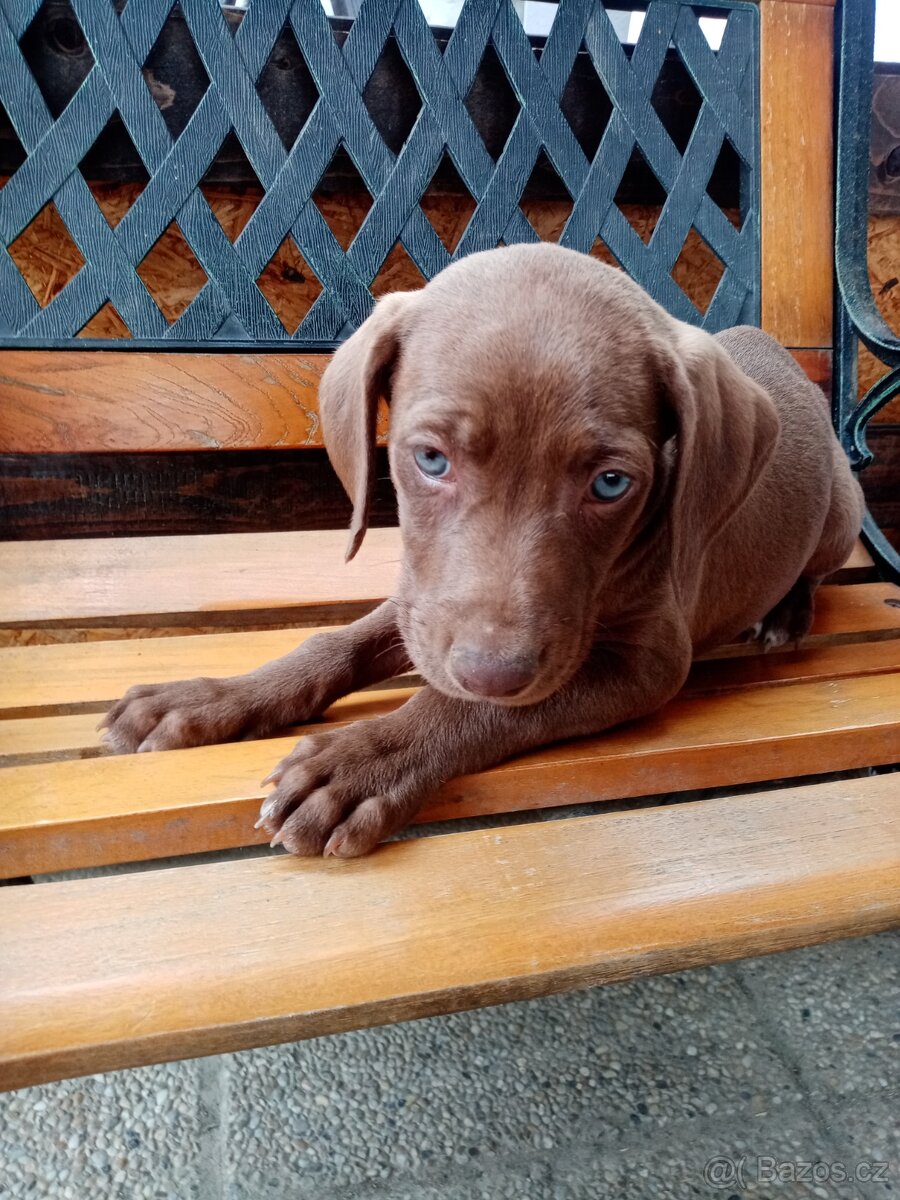 labradorského retrieve