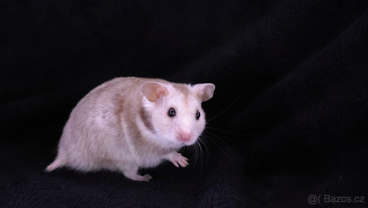 Křeček syrský - Fredy