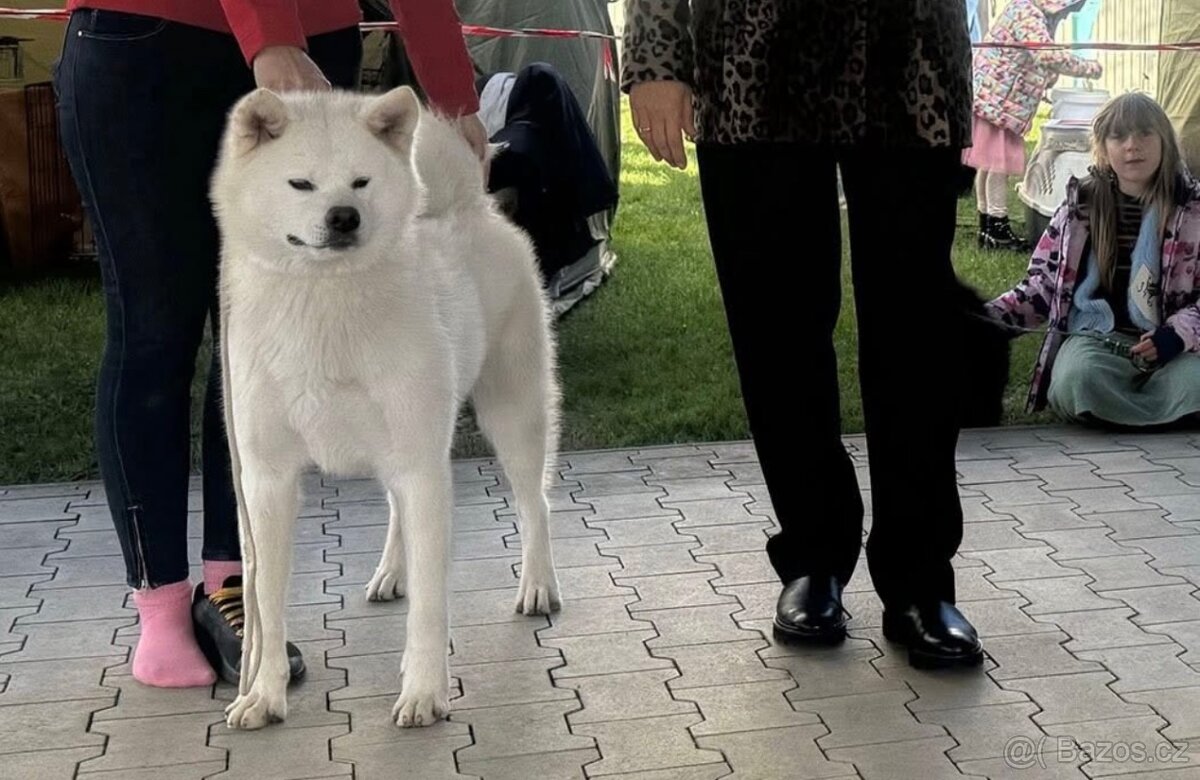 Akita inu s PP