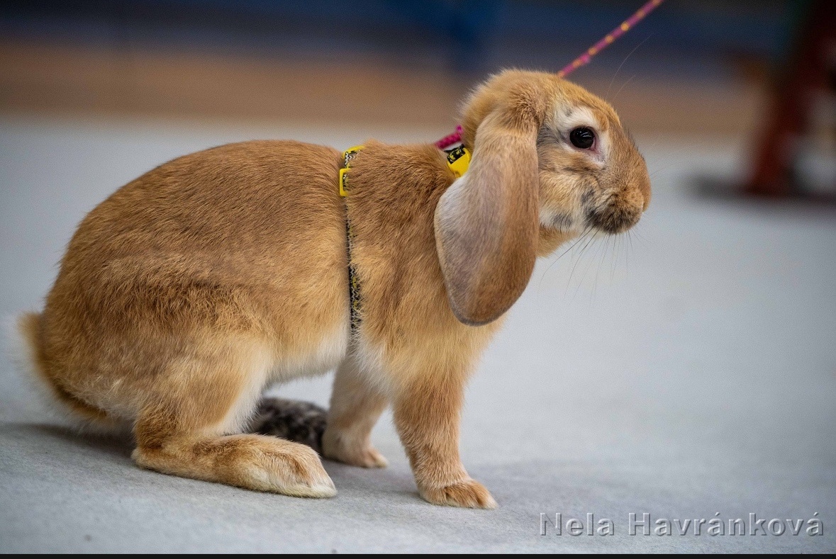 sportovní králík s pp - Assassin’s