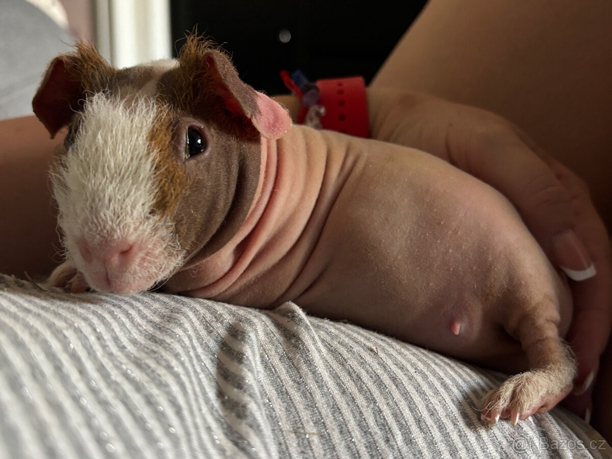 Dvě morčecí holky s klecí REZERVACE