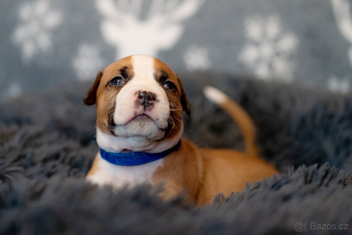 Americký stafordširský teriér s PP