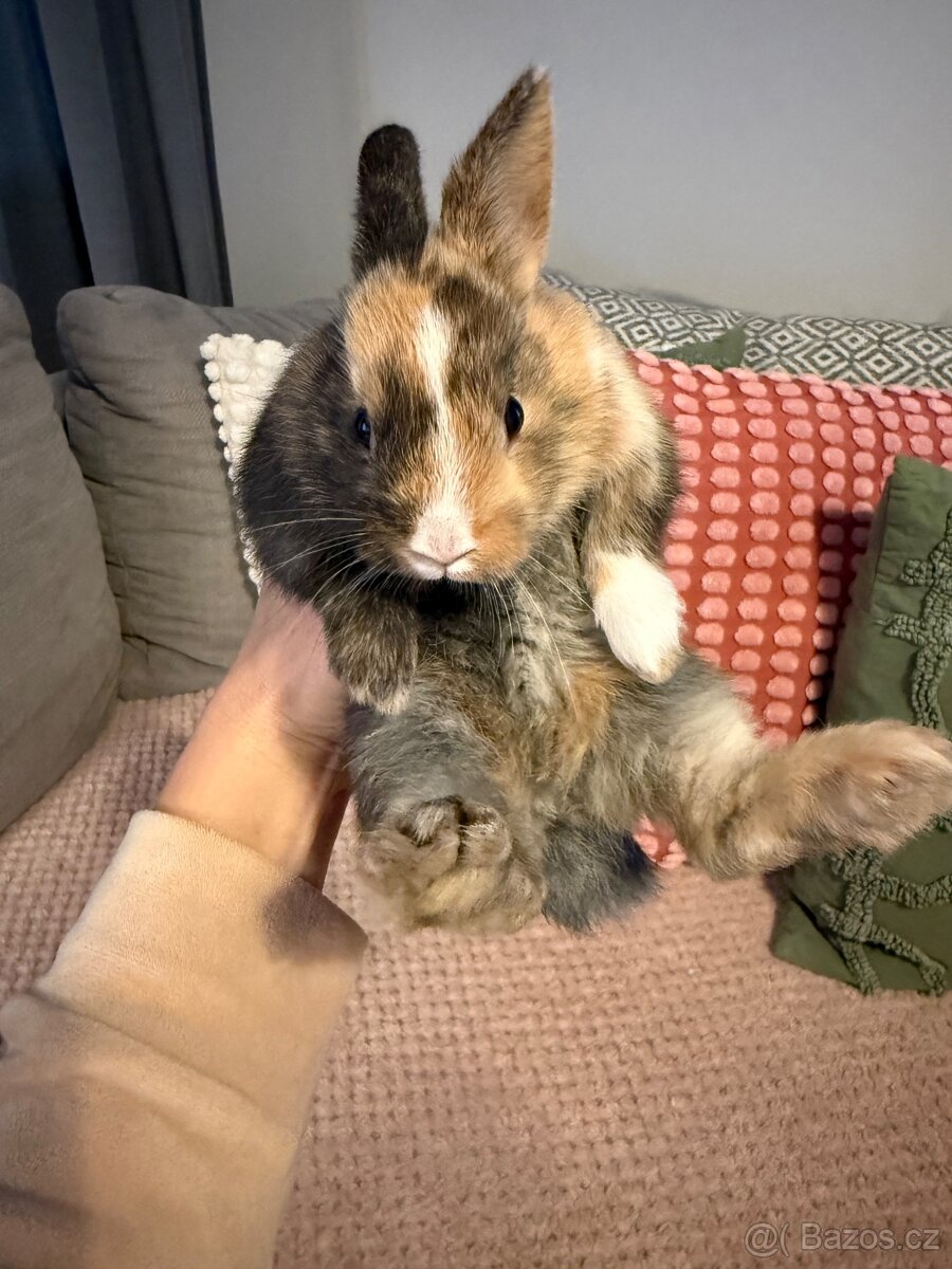 Zakrslý králíček
