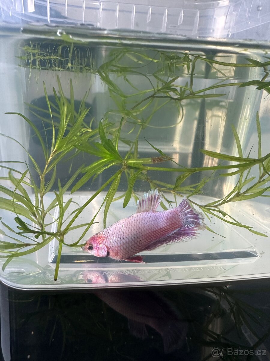 Betta- plakat